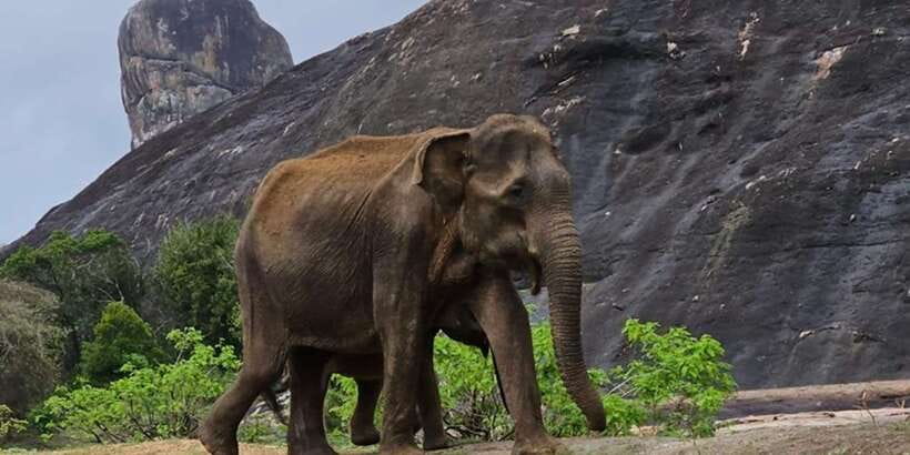Udawalawe Safari Day Tour From Bentota/Aluthgama/Ahungalla - Language Support: Driver-Guide Plus Audio in English, German, and Russian