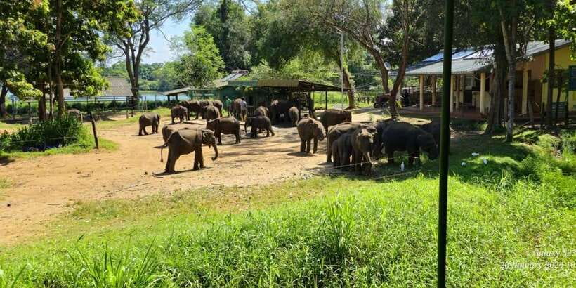 Udawalawe Safari Day Tour From Bentota/Aluthgama/Ahungalla - Practical Tips for Your Morning (or Evening) Safari Day
