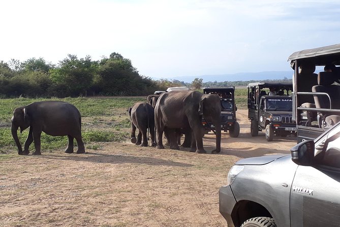 Udawalawe Safari Day Tour From Kandy - The Two-Hour Jeep Safari for Elephants: What You Should Expect