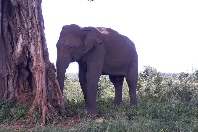 Udawalawe Safari Day Tour From Kandy - Practical Tips That Make the Safari Day Feel Easier