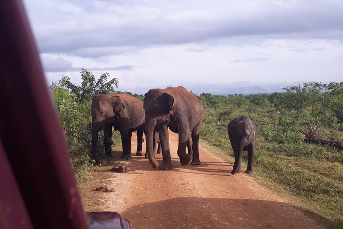 Udawalawe Safari Day Tour From Kandy - Who This Tour Fits Best (and Who Might Skip It)
