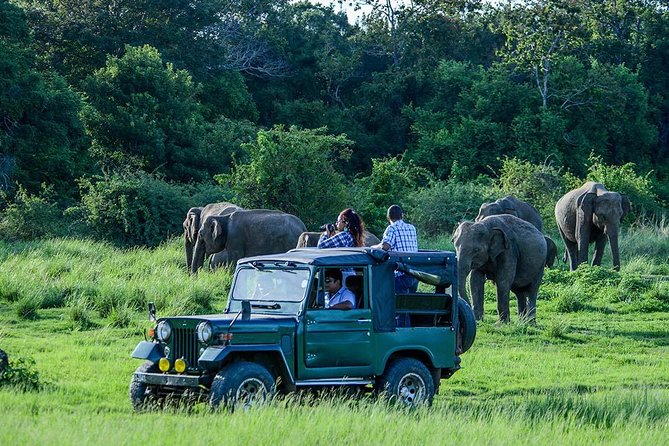 Udawalawe Safari DayTrip frm Bentota/Kalutara/Ahungalla/Hikkaduwa - Bentota Travel Mart pickup: how the day stays simple