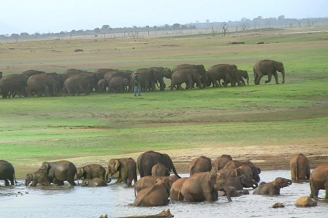 Udawalawe Safari DayTrip frm Bentota/Kalutara/Ahungalla/Hikkaduwa - Lunch and the practical comfort items that make it feel “all inclusive”