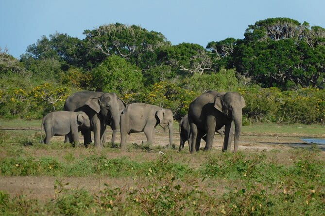 Udawalawe Safari & Elephant Orphanage visit from Hambantota port - What’s Included (And What You’ll Need to Budget For)