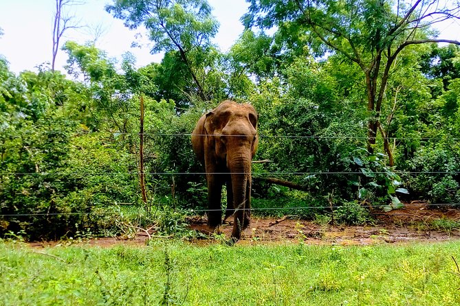 Udawalawe Safari - Private & Customize Tour - Udawalawe elephants, minus the overnight plan