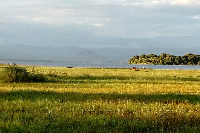 Udawalawe Safari - Private & Customize Tour - Your full-day schedule: 8 to 10 hours from the south coast