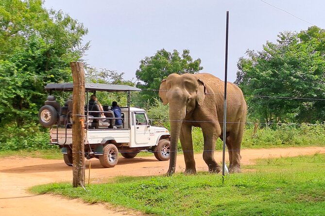 Udawalawe Safari - Private & Customize Tour - Lunch and bottled water: small inclusion, big comfort