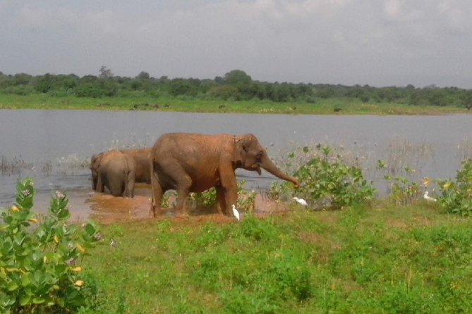 Udawalawe Safari - Private & Customize Tour - Entrance tickets: don’t let this be the surprise cost