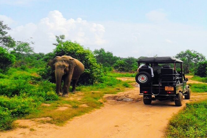 Udawalawe Safari - Private & Customize Tour - Value for $110: what you’re really paying for