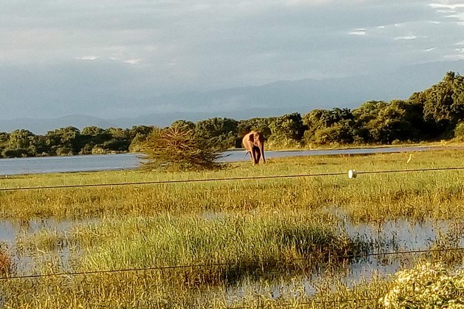 Udawalawe Safari - Private & Customize Tour - Quick tips to make the day smoother