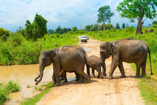 Udawalawe Safari Private Day Tour Kaluthara/Beruwala/Bentota/Kosgoda/Ahungalla - Price and value: what $220.20 per person really covers