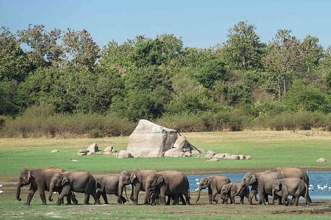 Udawalawe Safari Private Day Tour Kaluthara/Beruwala/Bentota/Kosgoda/Ahungalla - Who should book this Udawalawe safari from Bentota?