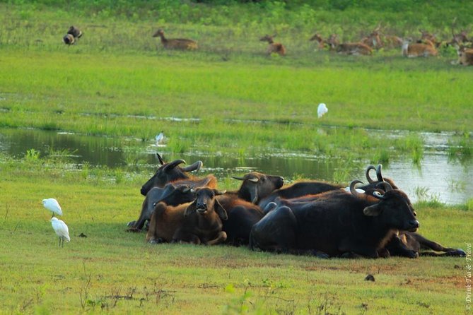 Udawalawe Safari Private Day Trip from Bentota and Kalutara Areas - The 4x4 jeep safari: how the search actually works