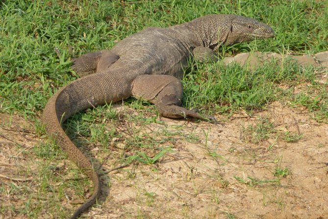 Udawalawe Safari Private Day Trip from Bentota and Kalutara Areas - Who should book this Udawalawe private day trip?
