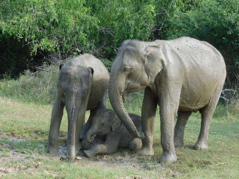 Udawalawe Safari Tour from Hambantota Port (Shore Excursion) - Price and value: is $67 a fair deal from a cruise port?
