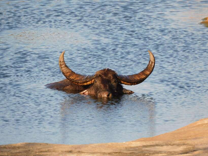 Udawalawe Safari Tour from Hambantota Port (Shore Excursion) - Final verdict: should you book Yala Dreams wild Safari Tours from Hambantota?