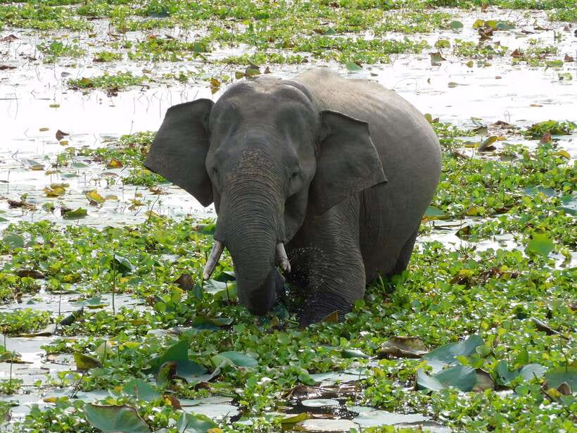 Udawalawe Safari Tour from Hambantota Port(Shore Excursion) - Key Points You’ll Care About