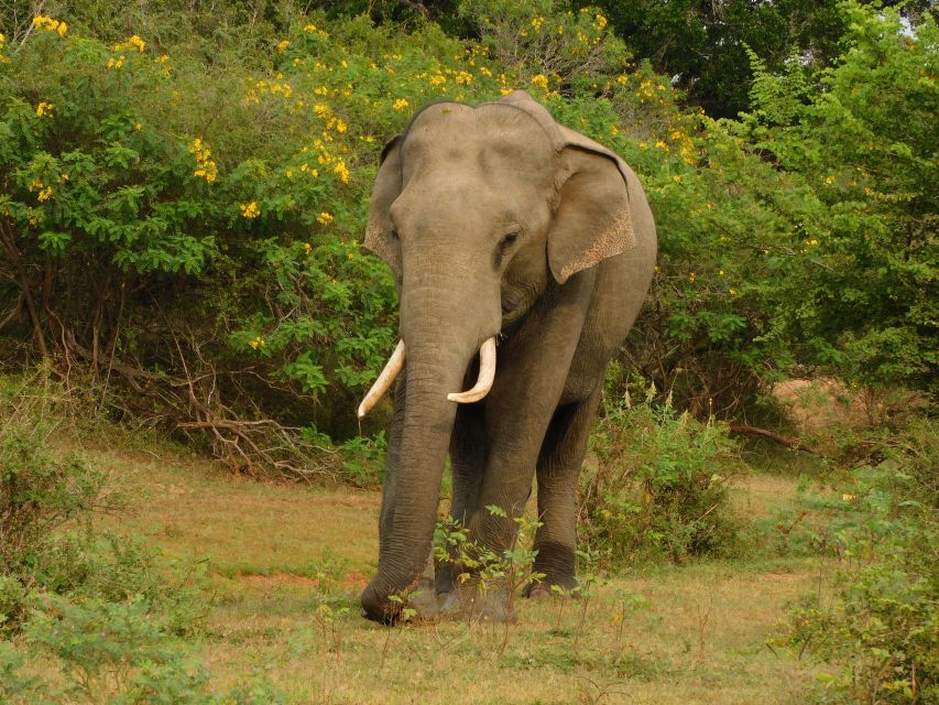 Udawalawe Safari Tour from Hambantota Port(Shore Excursion) - FAQ