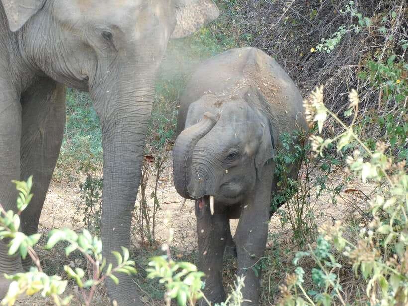 Udawalawe Safari Tour from Hambantota Port(Shore Excursion) - Elephant Transit Home: the one-hour stop that adds meaning
