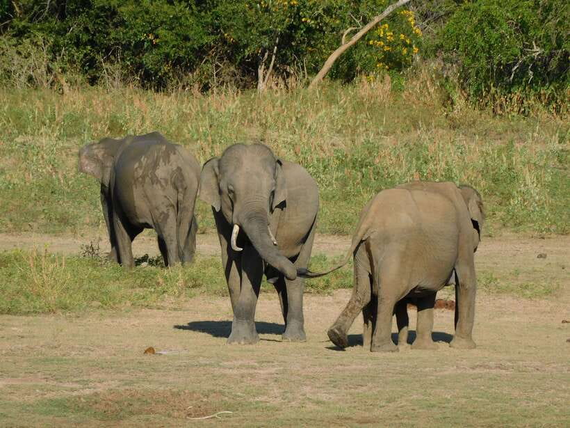 Udawalawe Safari Tour from Hambantota Port(Shore Excursion) - Park entrance ticket fees: plan for the one item that isn’t included