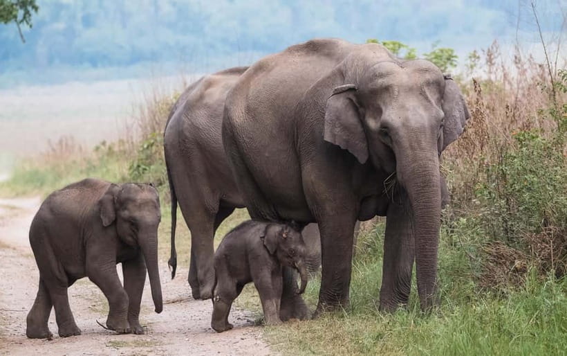 Udawalawe Safari Tour from Tissamaharama/Yala/Hambantota - Key highlights worth planning around
