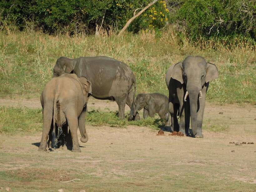 Udawalawe Safari Tour from Tissamaharama/Yala/Hambantota - What Your 7-Hour Day Actually Includes (Without the Guesswork)