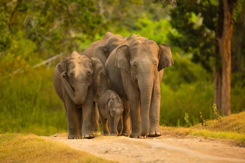 Udawalawe Safari Tour from Tissamaharama/Yala/Hambantota - Udawalawe vs. Your Other Safari Option: Why This One Works
