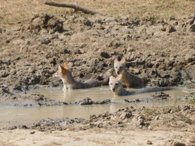 Udawalawe Safari Tour from Tissamaharama/Yala/Hambantota - Price and Value: What $70 Really Covers