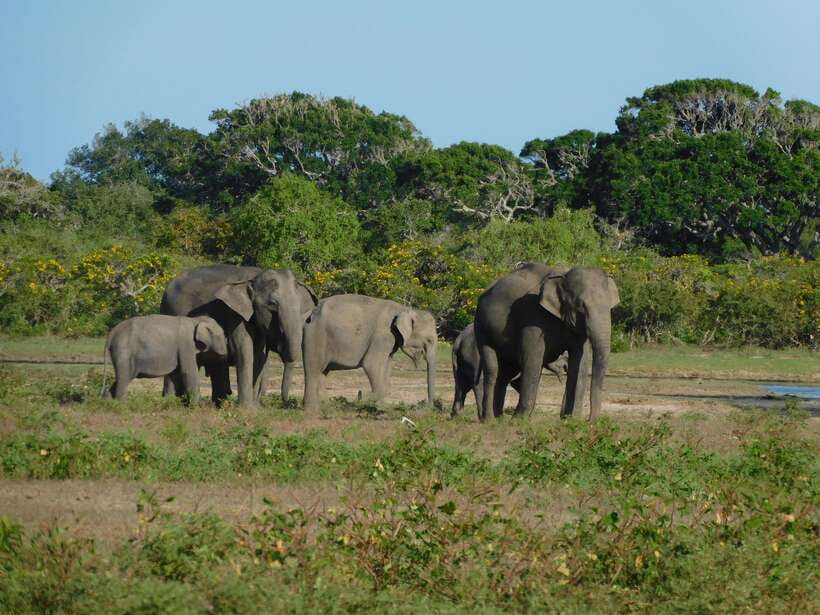 Udawalawe Safari Tour from Tissamaharama/Yala/Hambantota - Your 5-Hour Udawalawe National Park Safari: How the Day Feels