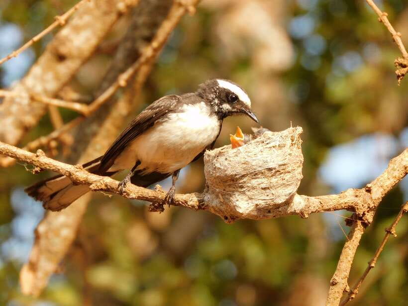 Udawalawe Safari Tour from Tissamaharama/Yala/Hambantota - Comfort and the Small Stuff That Changes the Whole Day