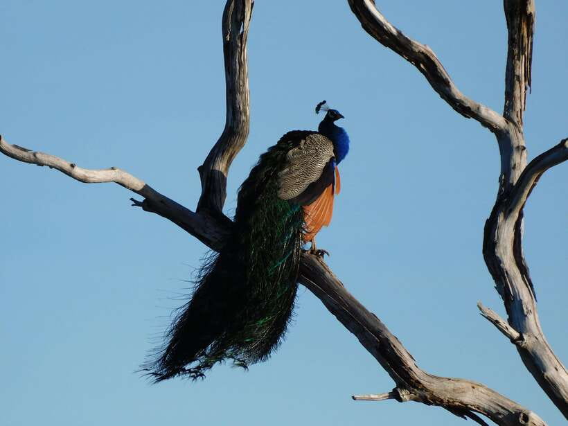 Udawalawe Safari Tour from Tissamaharama/Yala/Hambantota - This Feels Calmer Than a Yala Run: When Udawalawe Is the Better Fit