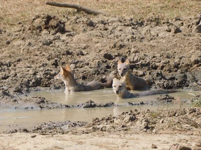 Udawalawe Safari Tour from Tissamaharama/Yala/Hambantota - Price and Value: What $70 Really Covers