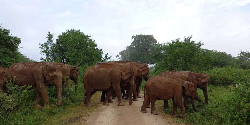Udawalawe : Udawalawa National Park Half day Safari Tour - Udawalawe National Park: why this half-day-adjacent safari is so popular