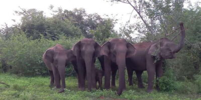 Udawalawe : Udawalawa National Park Half day Safari Tour - Pickup, breakfast, and the start that sets the tone