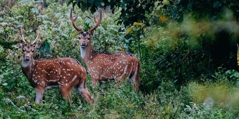 Udawalawe : Udawalawa National Park Half day Safari Tour - How long is the safari day, and what the timing means