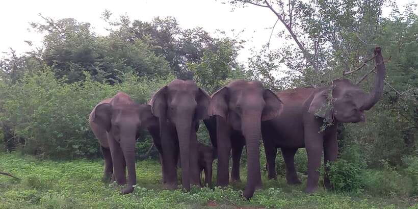 Udawalawe : Udawalawa National Park Half day Safari Tour - Pickup, breakfast, and the start that sets the tone