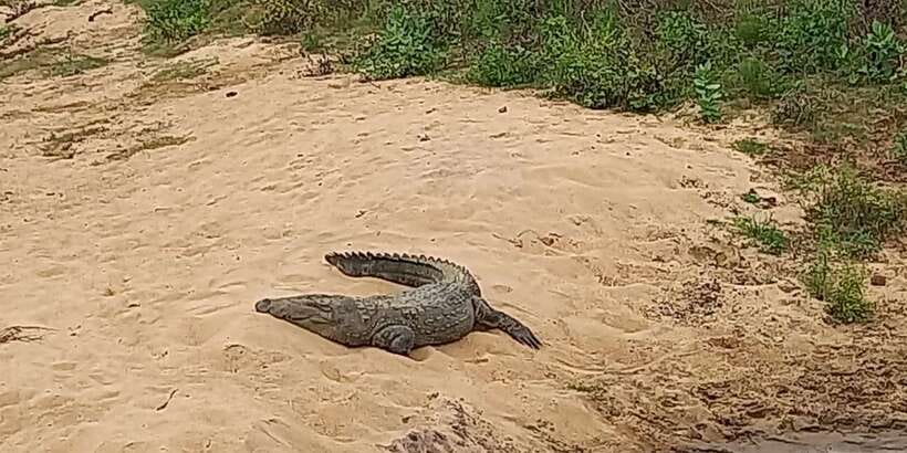 Udawalawe Wild Safari Tours | 7 Hours | All inclusive - Key things worth knowing before you go