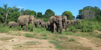Udawalawe Wild Safari Tours | 7 Hours | All inclusive - The private 4x4 jeep and the real meaning of a 7-hour safari