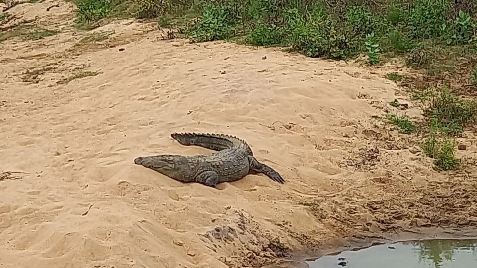 Udawalawe Wild Safari Tours | 7 Hours | All inclusive - What to pack (and what to plan around) for a smooth safari day