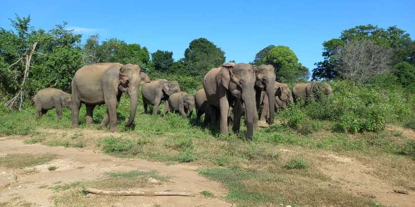 Udawalawe Wild Safari Tours | 7 Hours | All inclusive - The private 4x4 jeep and the real meaning of a 7-hour safari