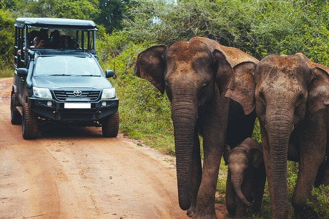 VALUE PACK! One Day Safari Tour to Yala and Udawalawa Parks - Picnic Lunch Break: Refuel Without Losing the Day