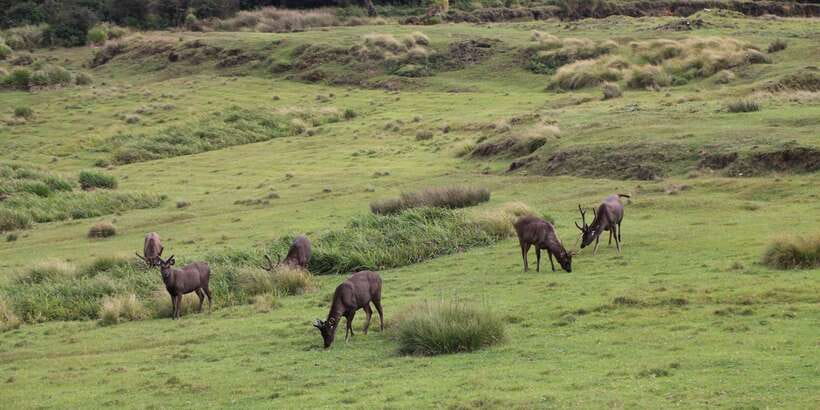 Visit Horton plains and Nuwara Eliya from Ella - Who This Day Trip Suits Best (And Who Should Skip It)