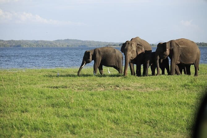 Visiting the Historical Polonnaruwa Ruins and Minneriya Safari - Why this culture-and-elephant mix is such good value