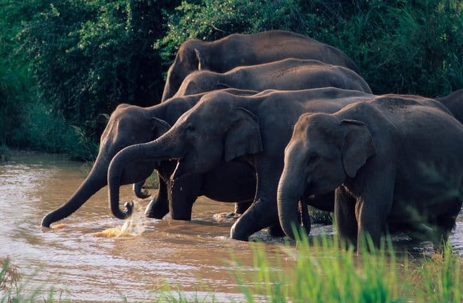 Wasgamuwa National Park Safari from Kandy - Key highlights worth caring about