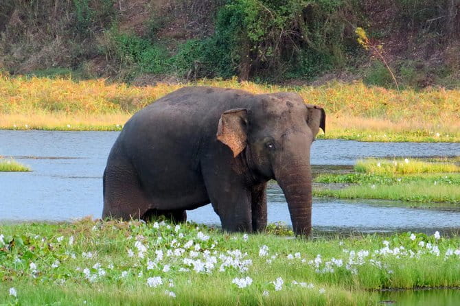 Wasgamuwa National Park Safari from Kandy - The Quick Kandy Stop You’ll Actually Appreciate