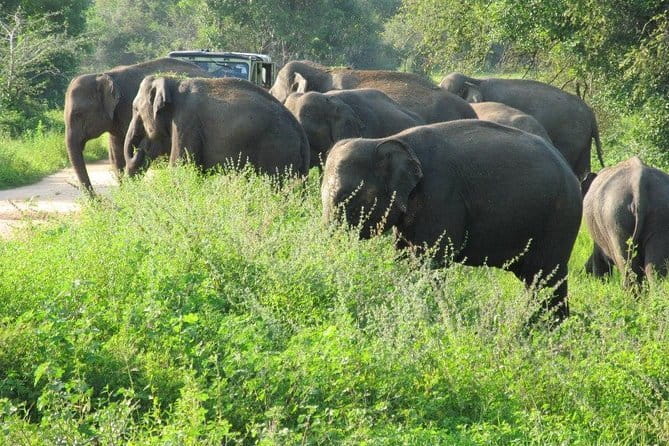 Wasgamuwa National Park Safari from Kandy - The 10:30 AM Start: A Smooth Kandy-to-Park Day Plan