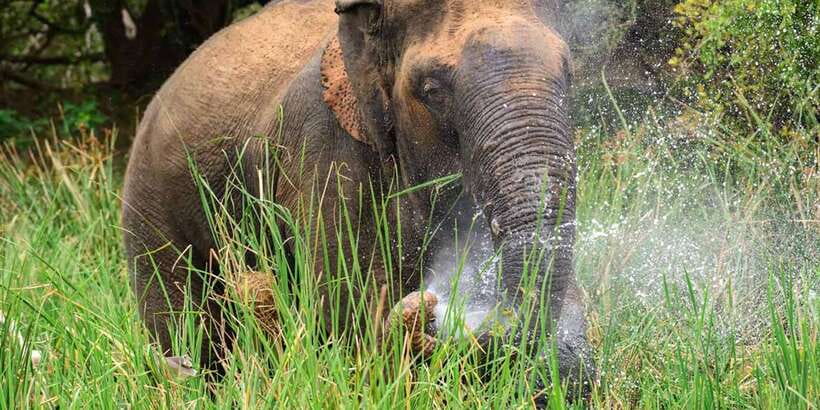 Wasgamuwa National Park Safari (Private Jeep) - Key highlights I’d target