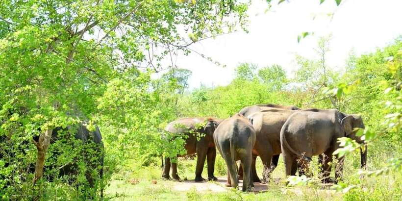 Wasgamuwa National Park Safari (Private Jeep) - Wasgamuwa’s Elephant Gathering: What You’re Really Paying For