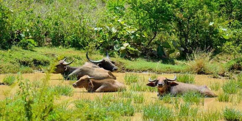 Wasgamuwa National Park Safari (Private Jeep) - 3–8 Hours in the Park: What Your Day Typically Looks Like