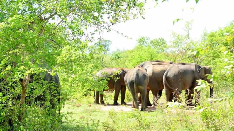 Wasgamuwa National Park Safari (Private Jeep) - Entrance Tickets and Food: The Practical Stuff You Should Know